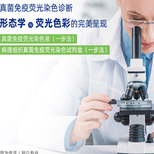 真菌免疫荧光染色